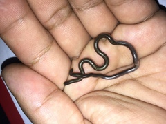 Epictia vindumi