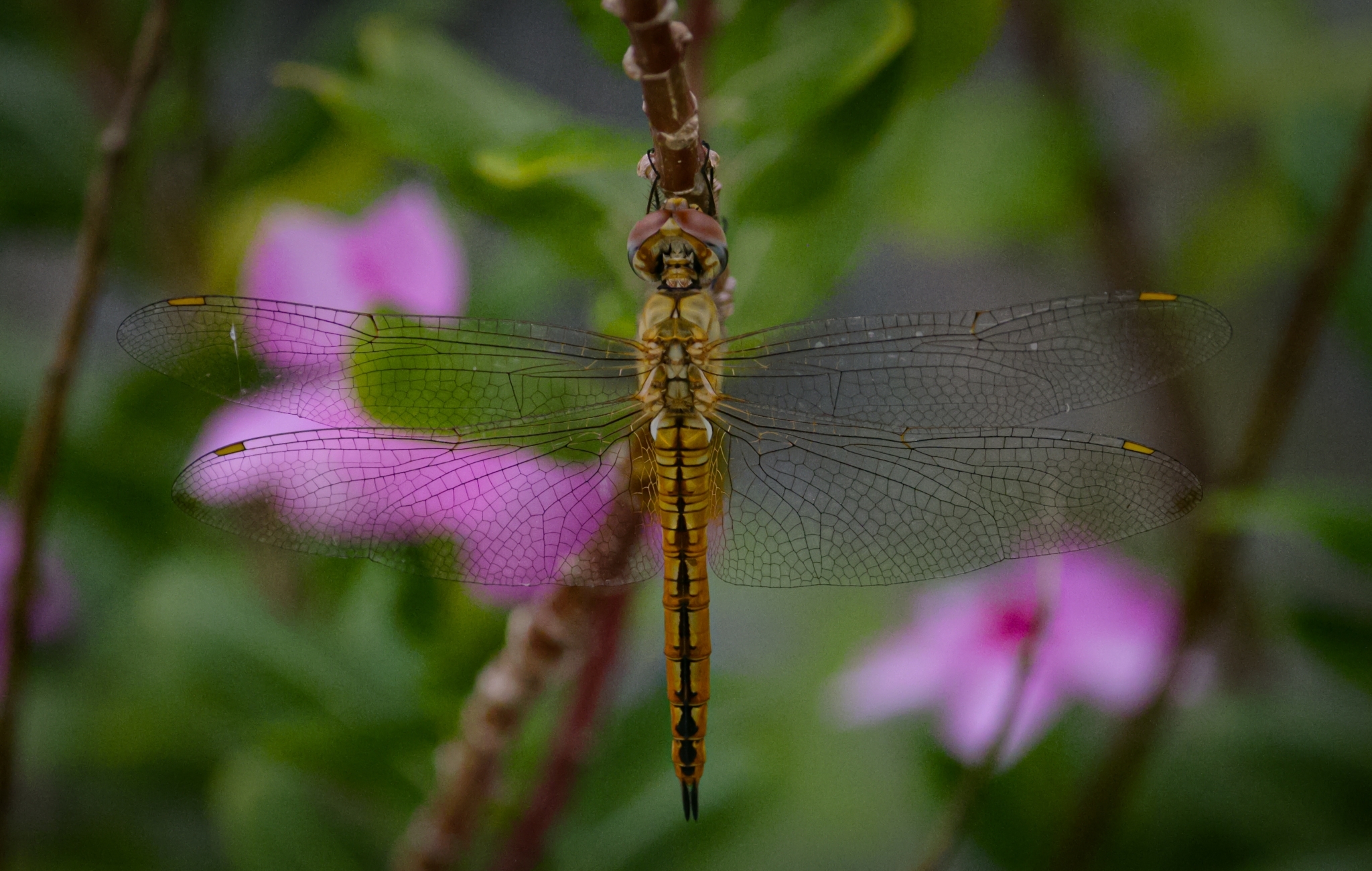 Globe Skimmer