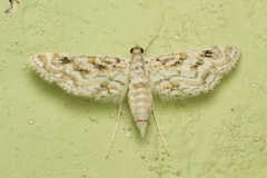 Parapoynx diminutalis