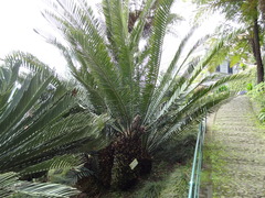 Encephalartos altensteinii