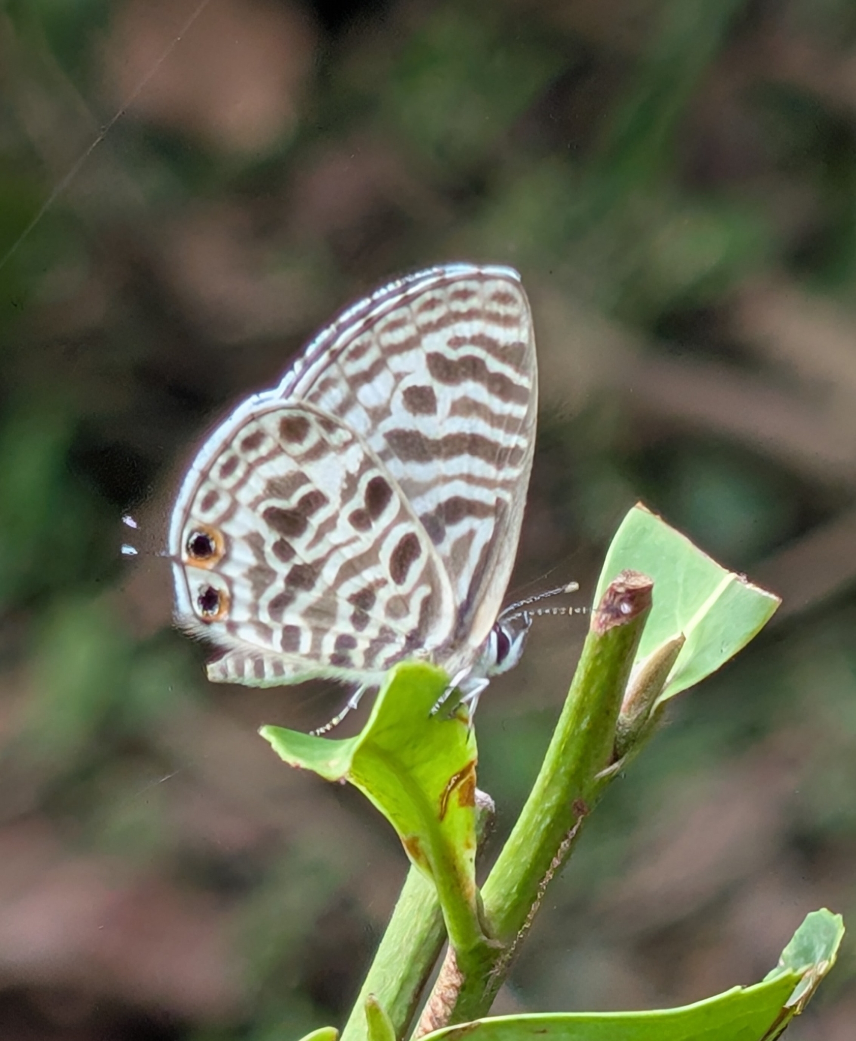 Zebra Blue