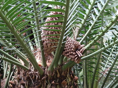 Encephalartos altensteinii