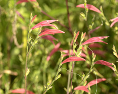 Dicliptera sexangularis