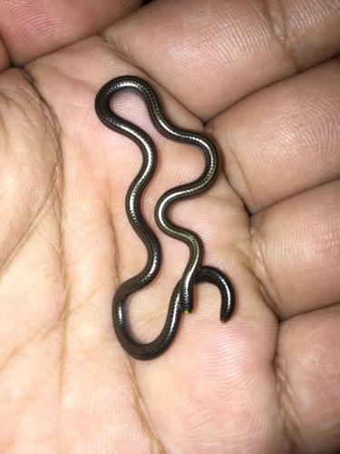 Photo of a Vindum's Worm Snake (Epictia vindumi)