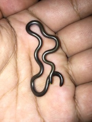 Epictia vindumi
