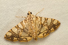 Glyphodes caesalis
