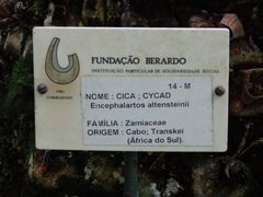 Encephalartos altensteinii