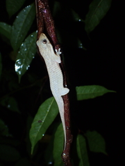 Geckolepis