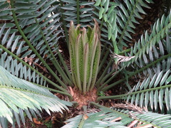 Encephalartos altensteinii