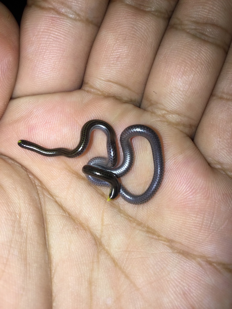 Vindum's Worm Snake