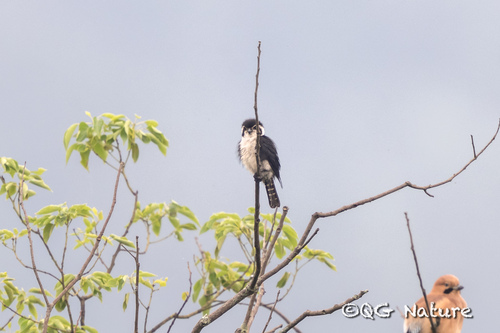 Pied Falconet (Microhierax melanoleucos)