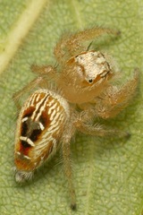 Thyene imperialis