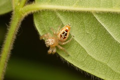 Thyene imperialis