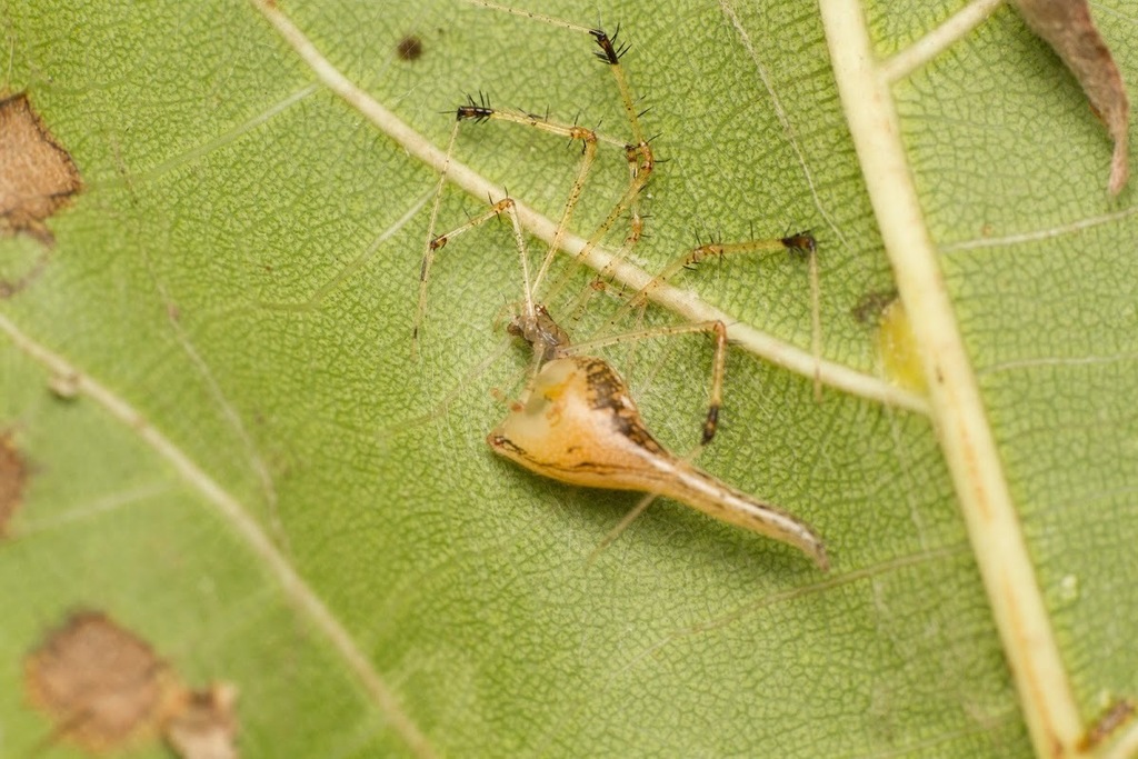 Meotipa sahyadri