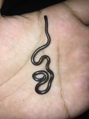 Epictia vindumi