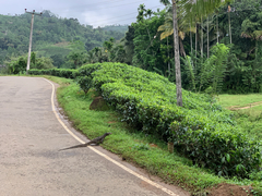 Varanus salvator salvator