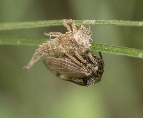 Horned Treehopper photo 4