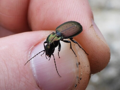 Pterostichus rutilans