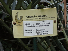 Encephalartos trispinosus