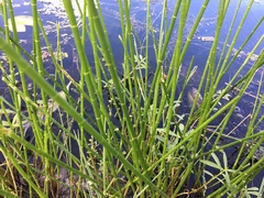 Eleocharis equisetoides