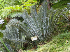 Encephalartos trispinosus