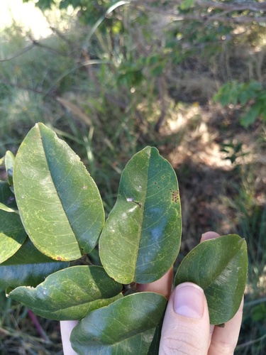 Pterocarpus tinctorius
