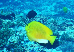 Apolemichthys trimaculatus