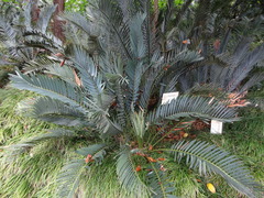 Encephalartos lehmannii