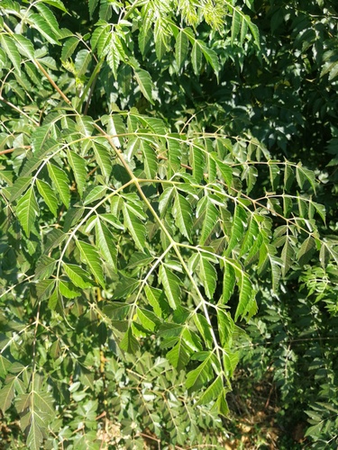 Chinaberry