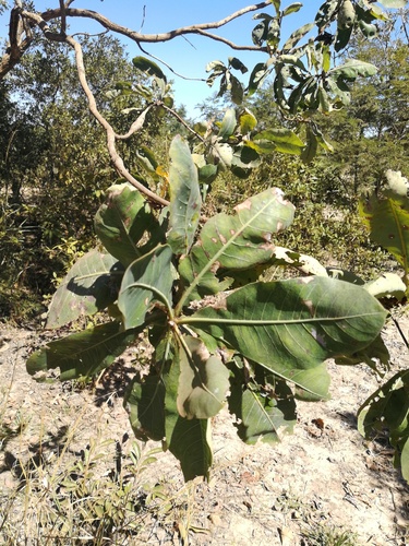 Kalahari sand terminalia