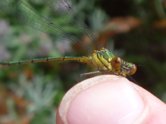 Chalcolestes viridis