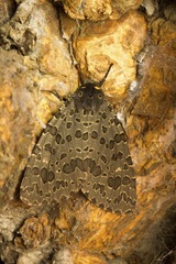 Olepa ricini