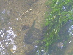 Esox lucius