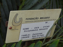 Encephalartos lehmannii