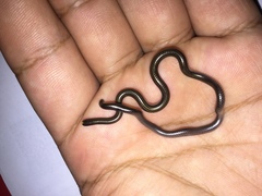 Epictia vindumi