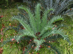 Encephalartos trispinosus