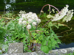 Angelica sylvestris