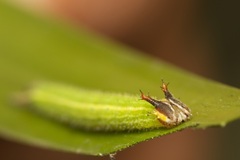 Elymnias hypermnestra