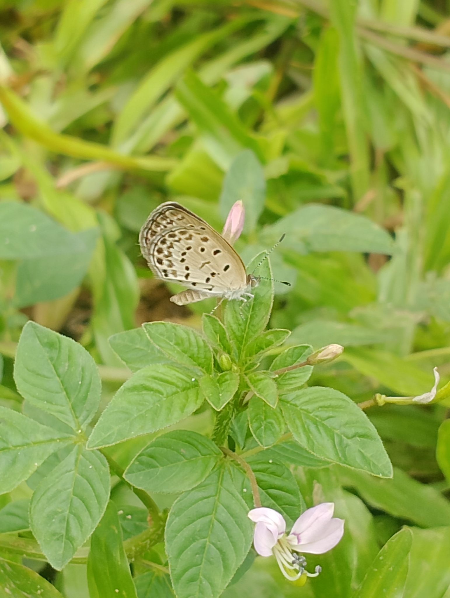 Pale Grass Blue