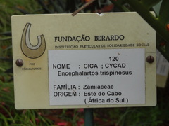 Encephalartos trispinosus