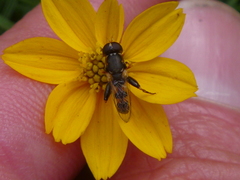 Syritta pipiens