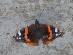 Vanessa atalanta