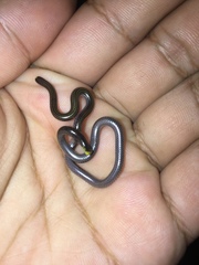 Epictia vindumi