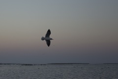 Chroicocephalus ridibundus