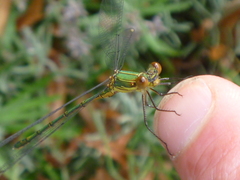 Chalcolestes viridis