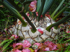 Encephalartos trispinosus