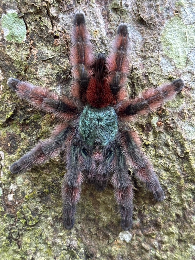 Antilles Pinktoe Tarantula