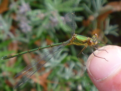 Chalcolestes viridis