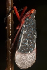 Kalidasa lanata