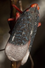 Kalidasa lanata